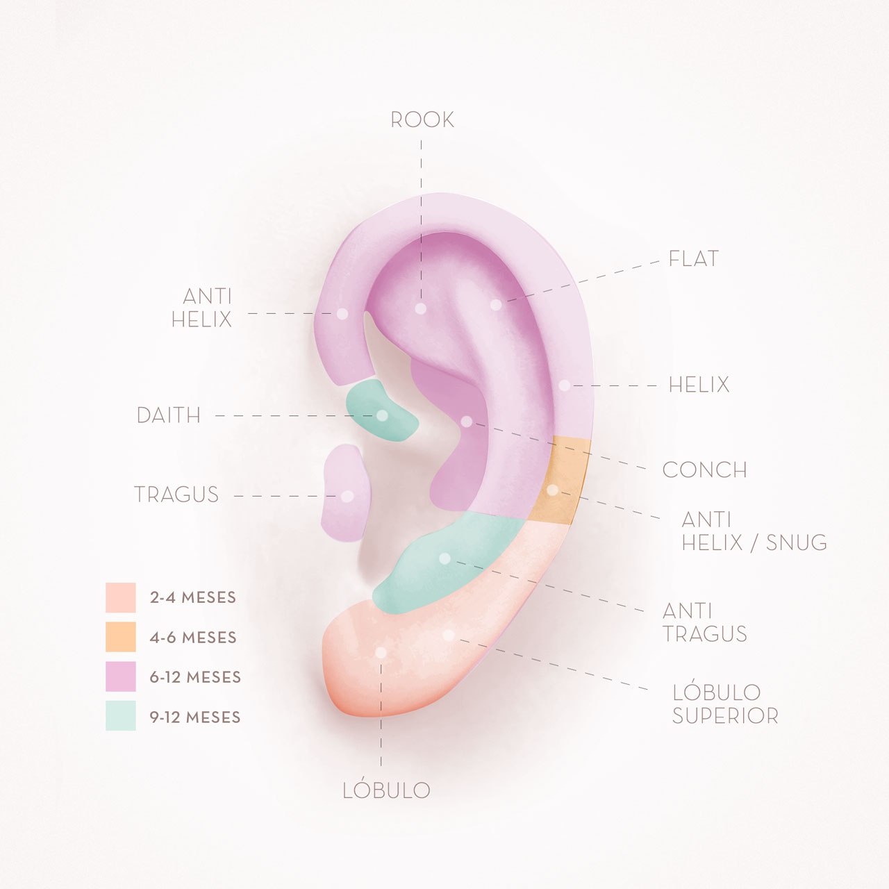 Infografía Mumit de los tiempos de curación de un piercing en la oreja