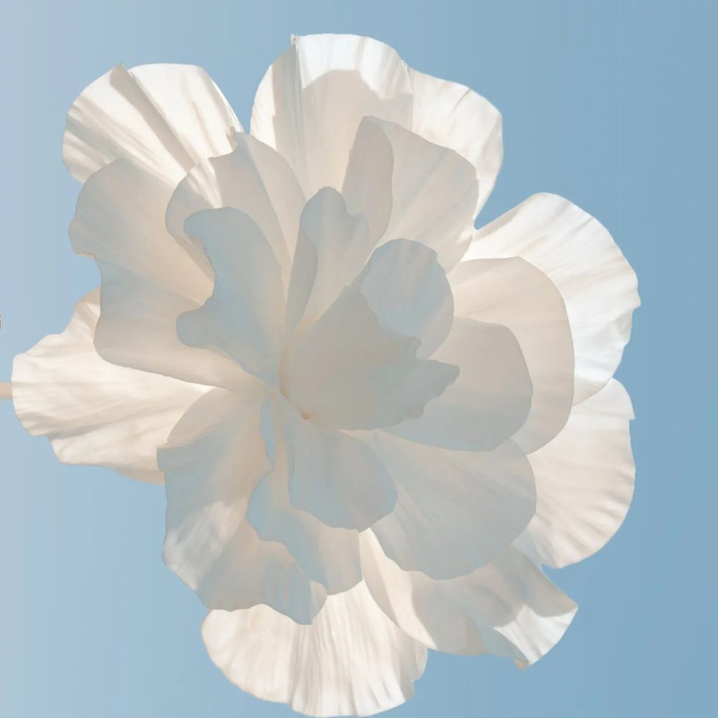 obra anaquiños de papel flor blanca